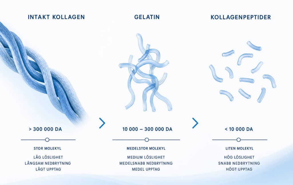Illustration som jämför intakt kollagen, gelatin och hydrolyserade kollagenpeptider i olika daltonintervall