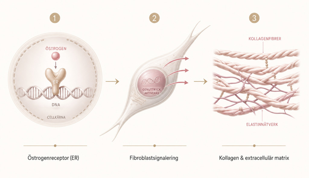 Pedagogisk illustration i tre steg som visar hur östrogen påverkar kollagen: bindning till östrogenreceptor i cellkärnan, signalering i fibroblast och produktion av kollagen samt extracellulär matrix.