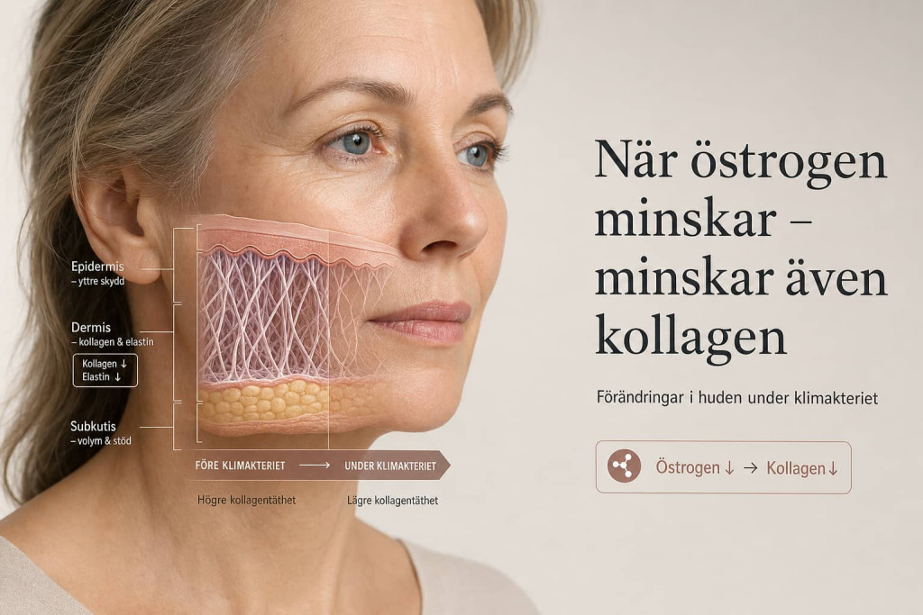Kvinna i klimakteriet med genomskärning av huden som visar epidermis, dermis och subkutis samt minskad kollagen- och elastinstruktur kopplad till lägre östrogennivåer.