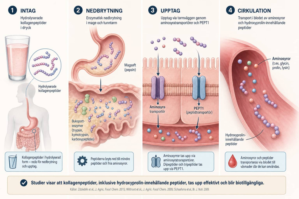 Illustration av hur hydrolyserade kollagenpeptider bryts ned och tas upp via mage, tunntarm och blod