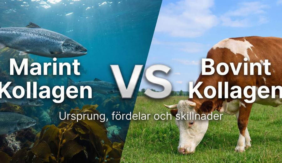Marint vs bovint kollagen – spelar valet någon roll?