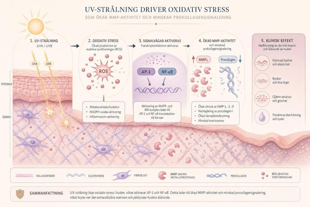 Illustration som visar hur UV-strålning orsakar oxidativ stress i huden, aktiverar AP-1 och NF-κB, ökar MMP-aktivitet och minskar kollagensyntes.
