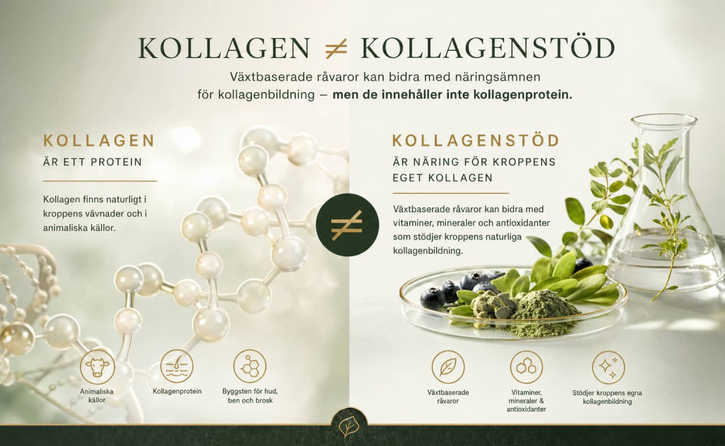 Illustration som jämför animaliskt kollagen med växtbaserat kollagenstöd och rekombinant kollagen.